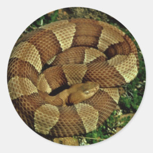 Broad-banded copperhead classic round sticker