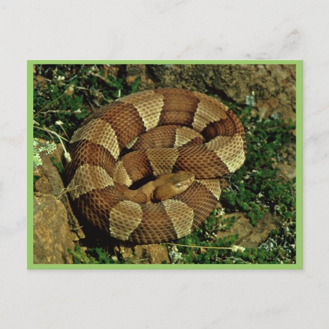 Broad-banded copperhead postcard (Front)