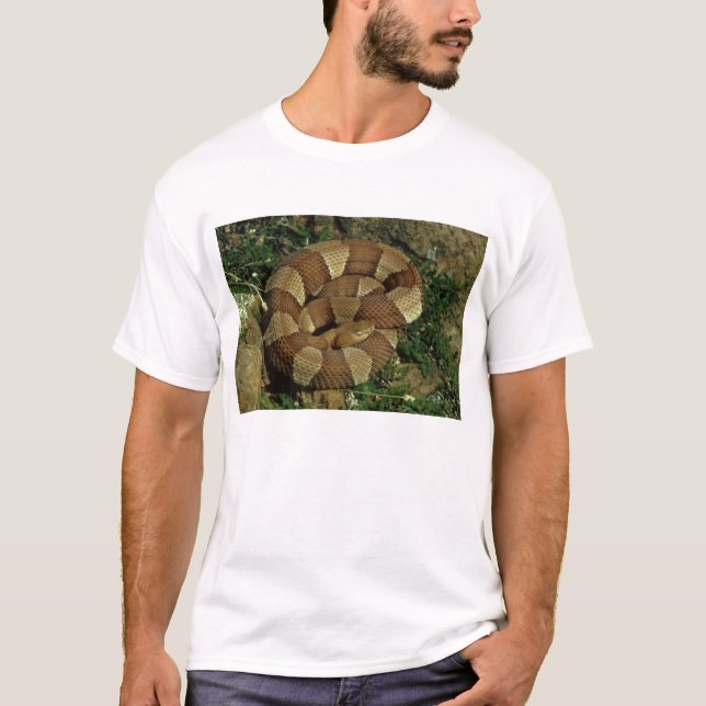 broad-banded copperhead snake mens t-shirt (Front)
