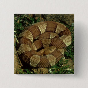 broad-banded copperhead snake pinback button