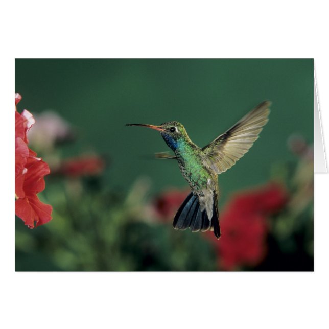 Broad-billed Hummingbird, Cynanthus (Front Horizontal)