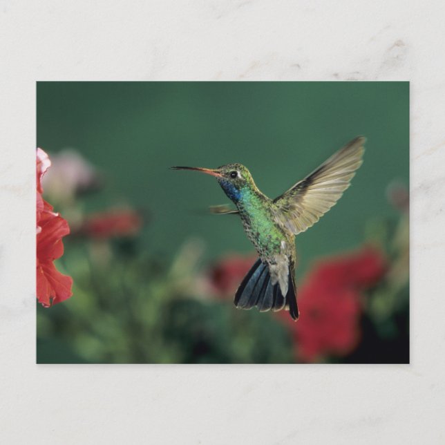 Broad-billed Hummingbird, Cynanthus Postcard (Front)