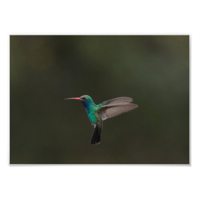 Broad-billed hummingbird in flight photo print (Front)