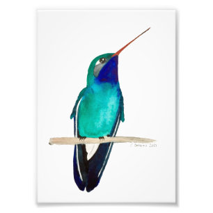 Broad-billed Hummingbird Perched Photo Print