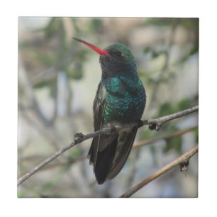 Broad-billed Hummingbird Tile