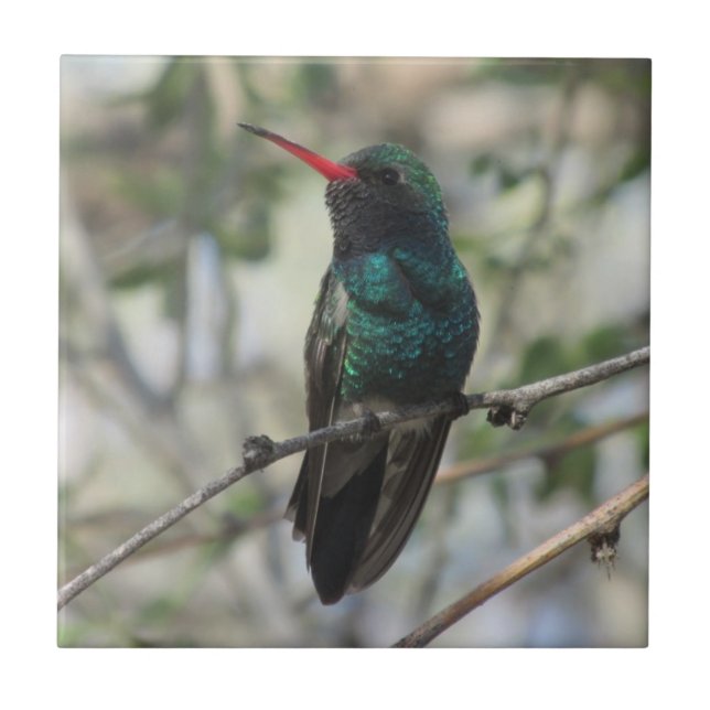 Broad-billed Hummingbird Tile (Front)
