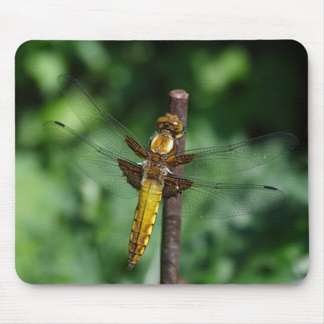 Broad-bodied Chaser Mouse Mat (Front)
