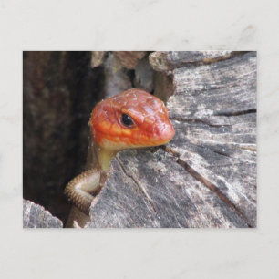 Broad Head Skink  Postcard