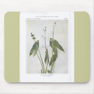 Broad-Leaved Arrowhead - Sagittaria latifolia Mouse Mat