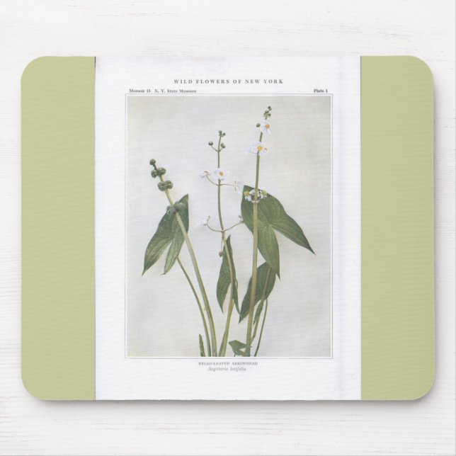 Broad-Leaved Arrowhead - Sagittaria latifolia Mouse Mat (Front)