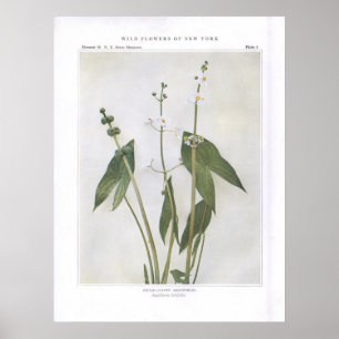 Broad-Leaved Arrowhead - Sagittaria latifolia Poster