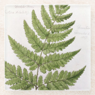 Broad Prickly-toothed Buckler Fern, painted at Bra Glass Coaster