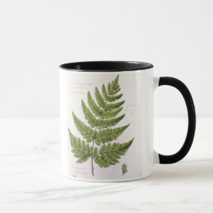 Broad Prickly-toothed Buckler Fern, painted at Bra Mug