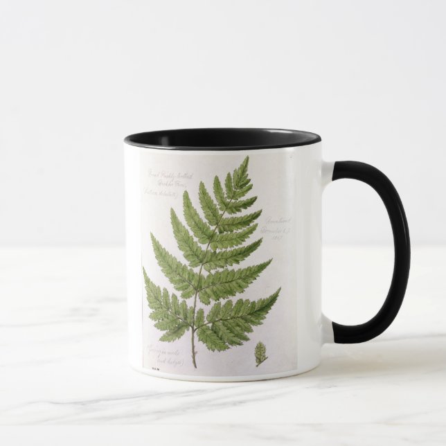 Broad Prickly-toothed Buckler Fern, painted at Bra Mug (Right)