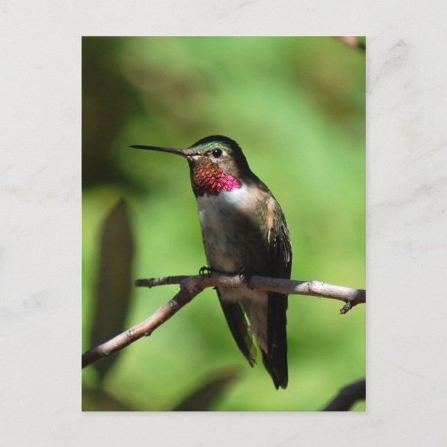 Broad-tailed Hummingbird Postcard (Front)