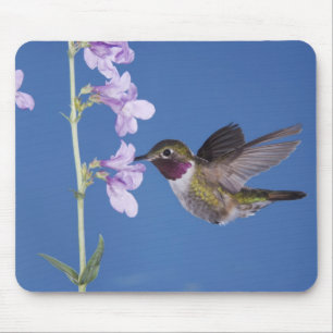 Broad-tailed Hummingbird, Selasphorus Mouse Mat