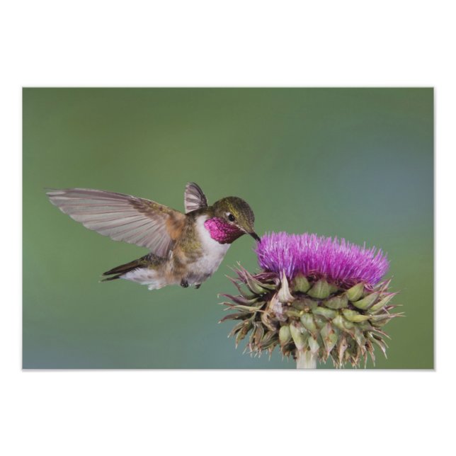 Broad-tailed Hummingbird, Selasphorus Photo Print (Front)