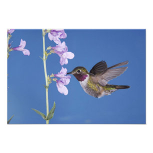 Broad-tailed Hummingbird, Selasphorus Photo Print