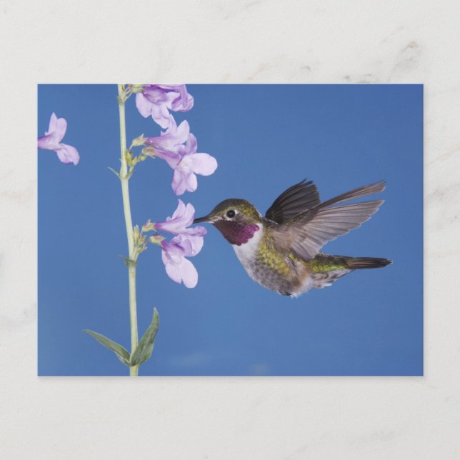 Broad-tailed Hummingbird, Selasphorus Postcard (Front)