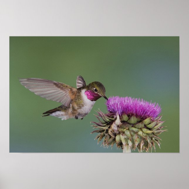 Broad-tailed Hummingbird, Selasphorus Poster (Front)