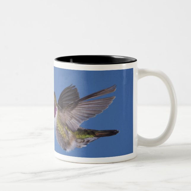Broad-tailed Hummingbird, Selasphorus Two-Tone Coffee Mug (Right)