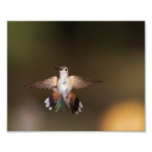 Broad-Tailed Hummingbird showing off Photo Print