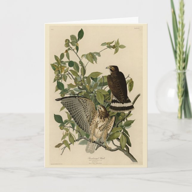 Broad-winged Hawk from Audubon's Birds of America Card (Front)