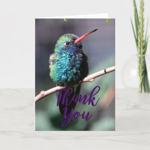 Broadbilled Hummingbird Photo Thank You Card