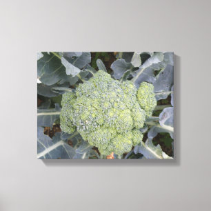 Broccoli Canvas Print