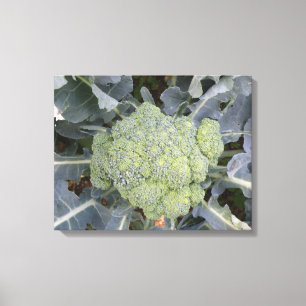 Broccoli Canvas Print