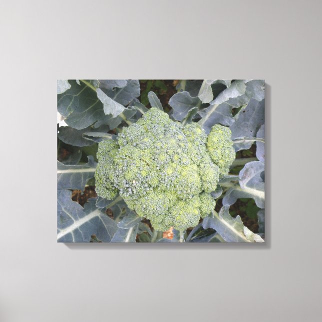 Broccoli Canvas Print (Front)