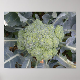 Broccoli Print