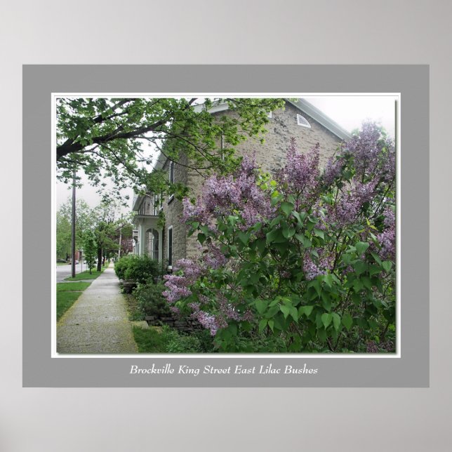 Brockville King Street East Lilac Bushes Poster (Front)