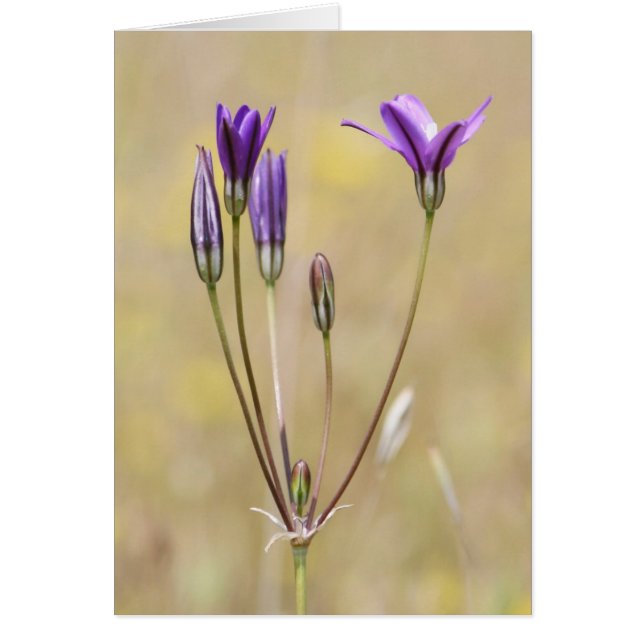 Brodiaea, Blank (Front)