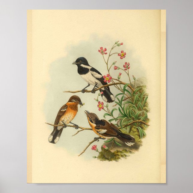 Brodie's Flycatcher Brown Bird Vintage Print (Front)