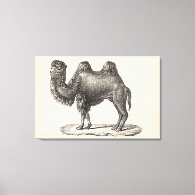 Brodtmann Camel Sketch Canvas Print (Front)