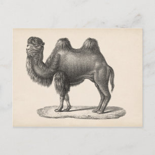 Brodtmann Camel Sketch Postcard