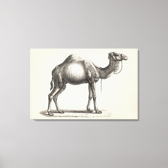 Brodtmann Dromedary Camel Sketch Canvas Print (Front)
