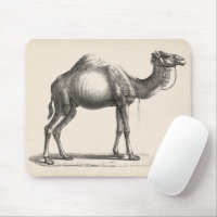 Brodtmann Dromedary Camel Sketch