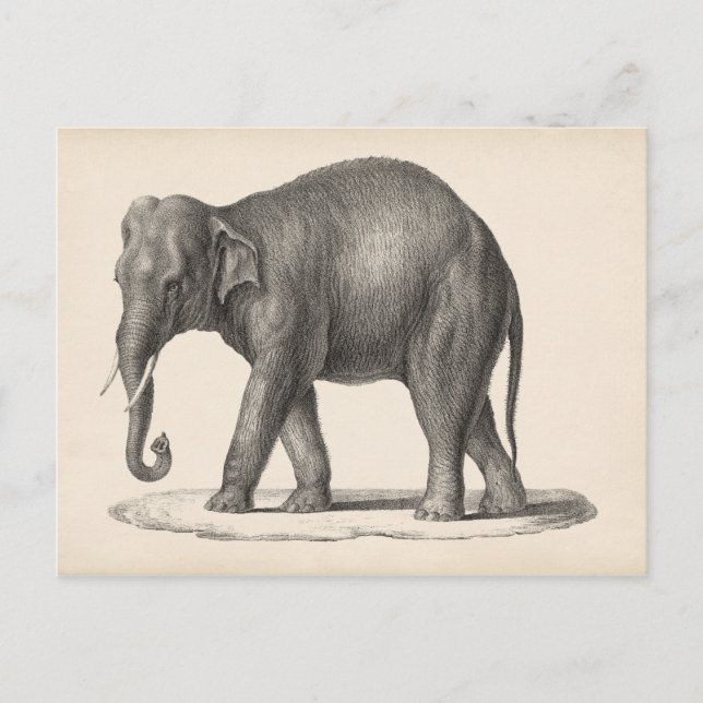 Brodtmann Elephant Sketch Postcard (Front)
