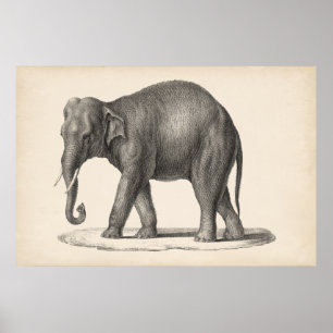 Brodtmann Elephant Sketch Poster