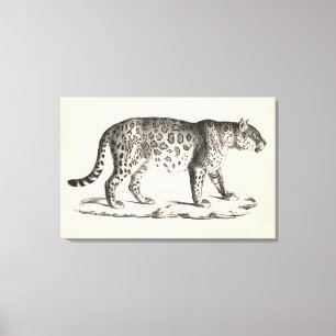 Brodtmann Leopard Sketch Canvas Print