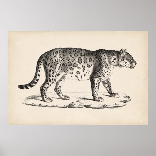 Brodtmann Leopard Sketch Poster (Front)