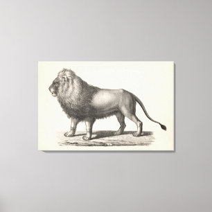 Brodtmann Lion Sketch Canvas Print