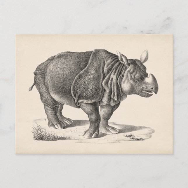 Brodtmann Rhinoceros Sketch Postcard (Front)