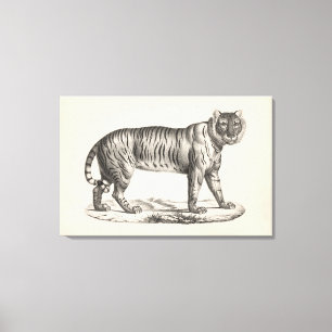 Brodtmann Tiger Sketch Canvas Print
