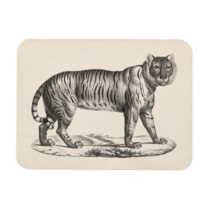 Brodtmann Tiger Sketch Magnet