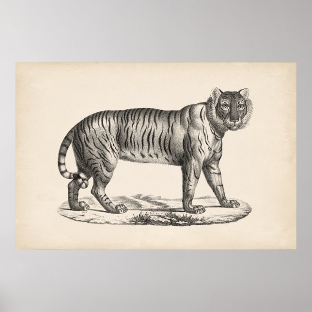 Brodtmann Tiger Sketch Poster (Front)