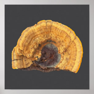 Broken Mushroom Photo Poster