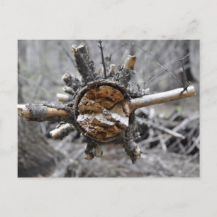 Broken Pine Postcard